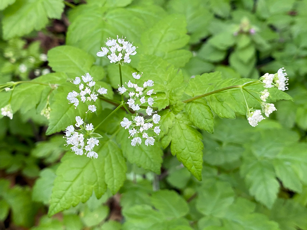 Aniseroot in Flower