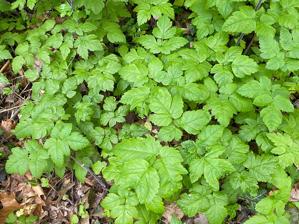 Aniseroot Leaves