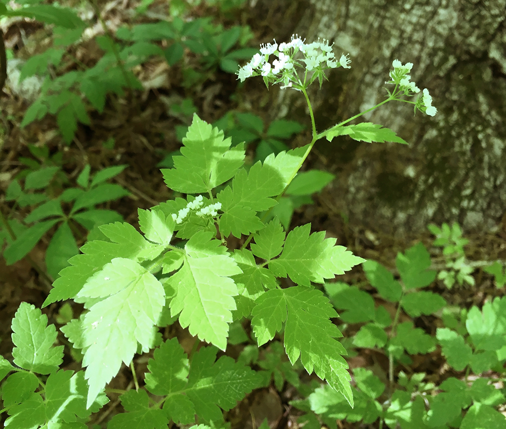 Aniseroot in Flower