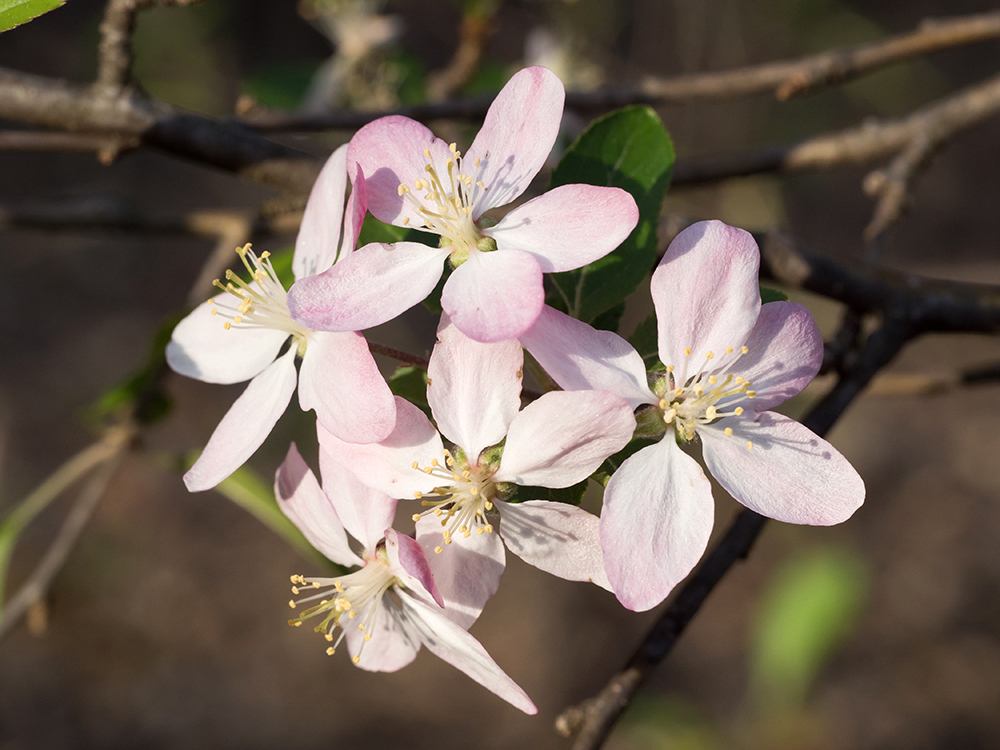 apple flowers