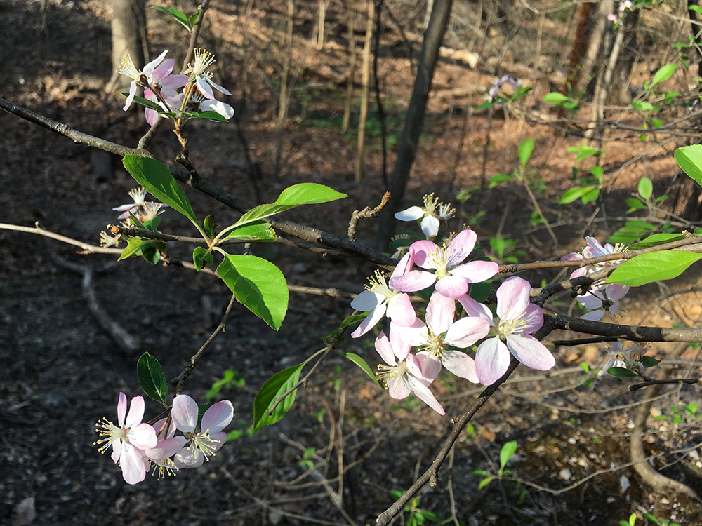 apple flowers