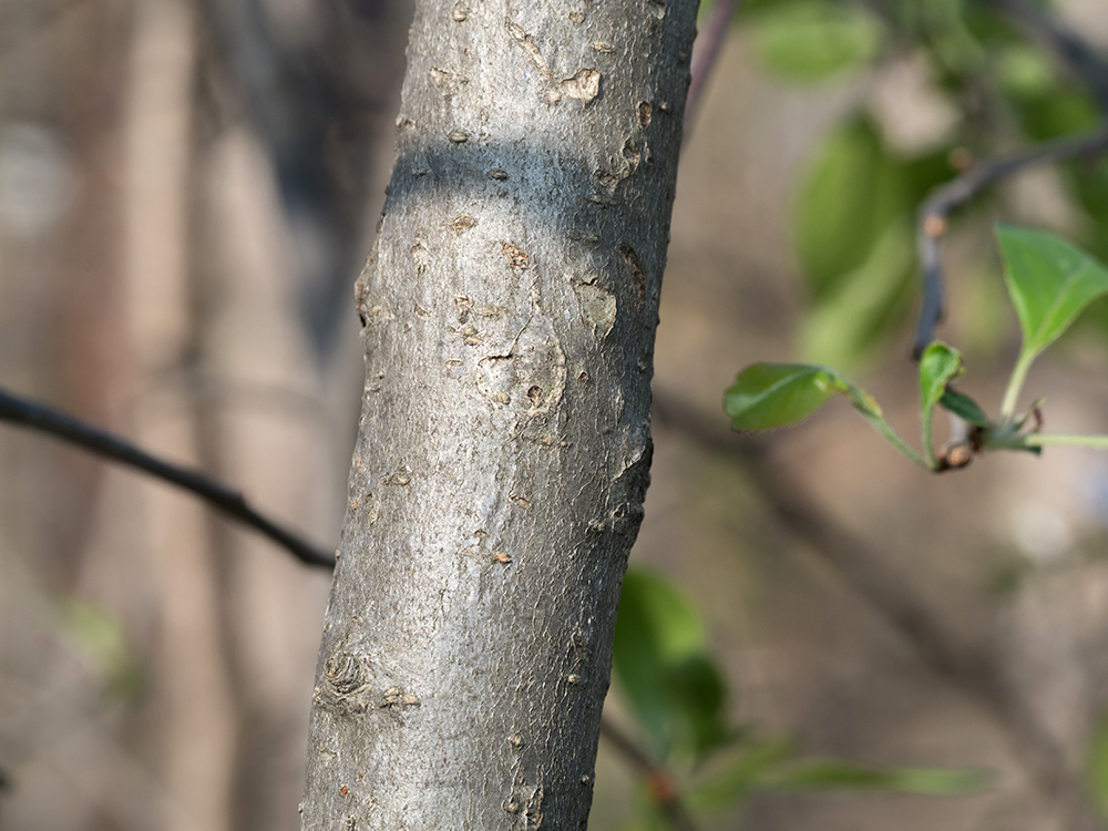 apple tree bark