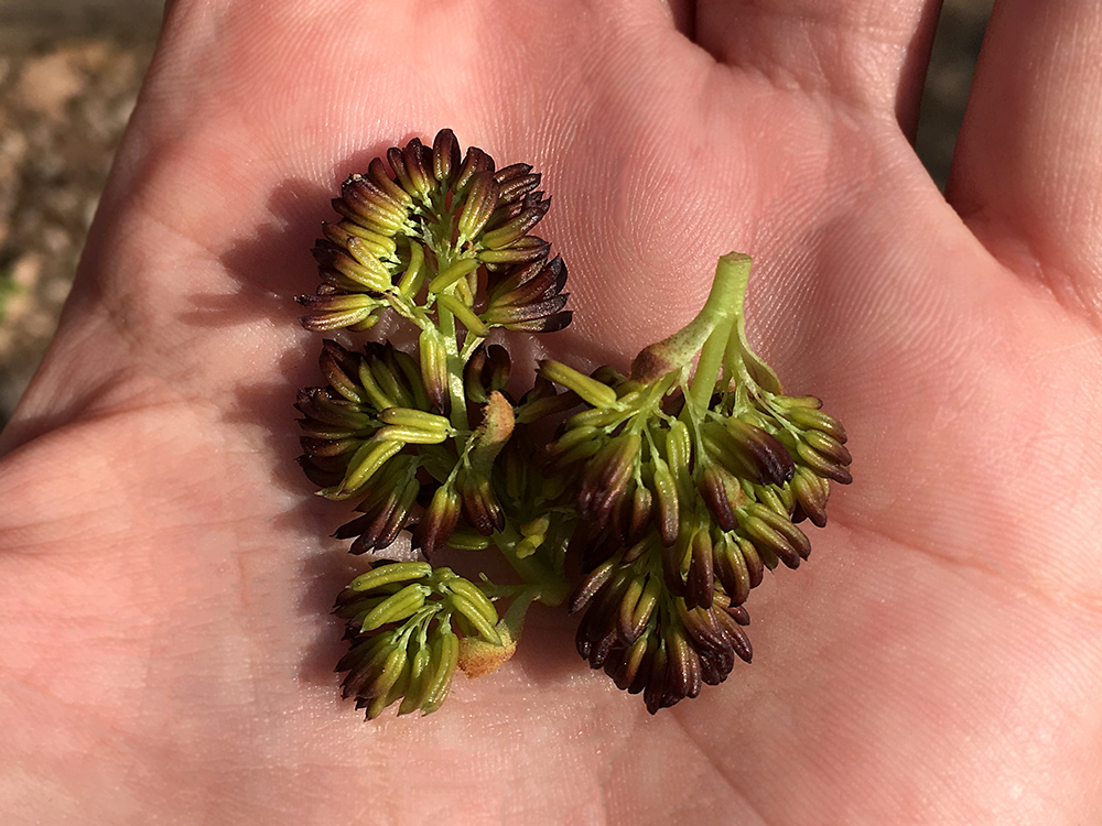 White Ash flowers