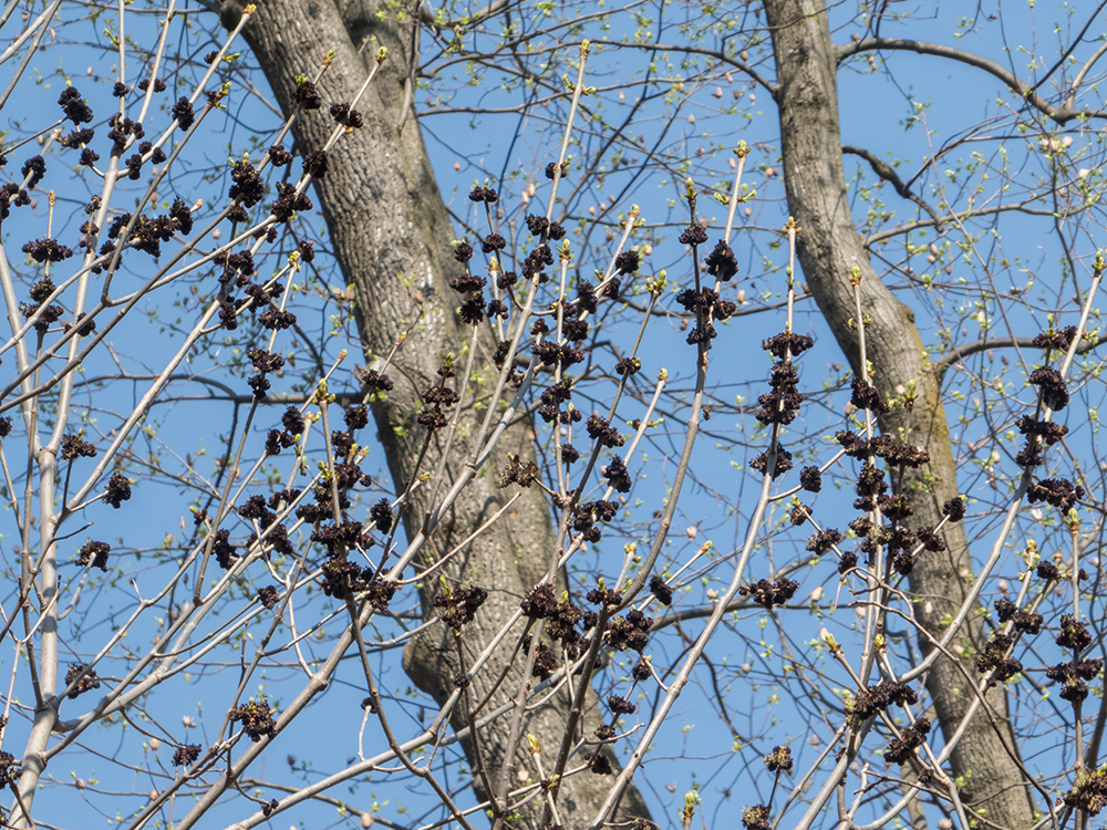 White Ash flowers