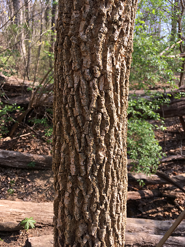 White Ash bark