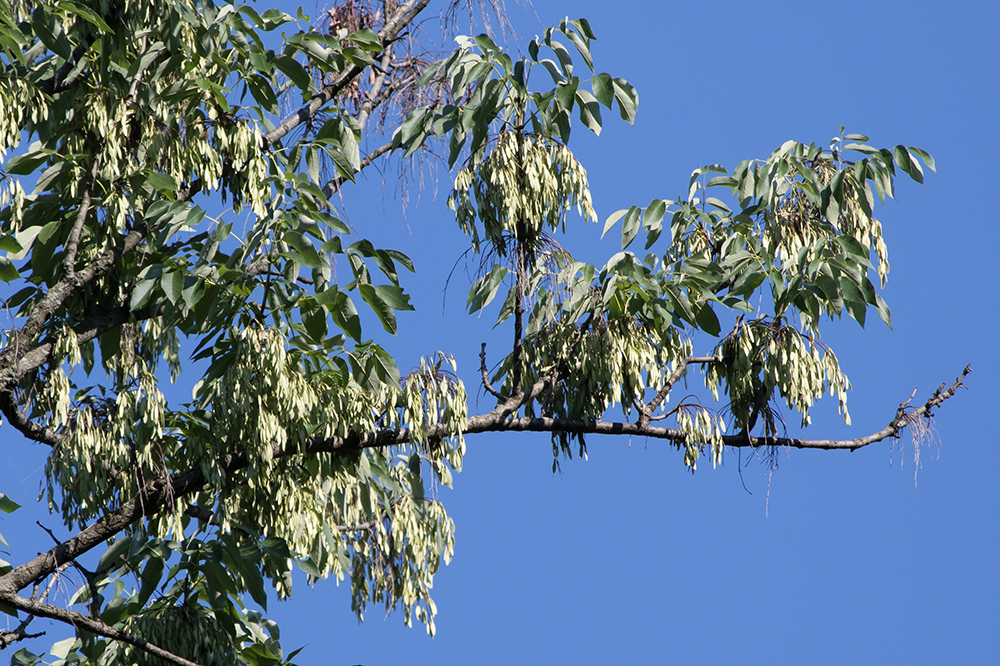 White Ash Tree