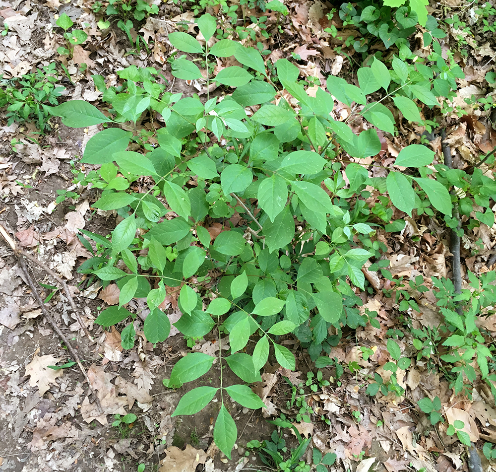 White Ash sapling