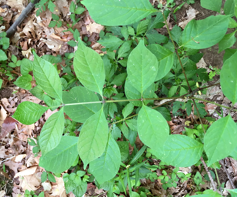 White Ash sapling