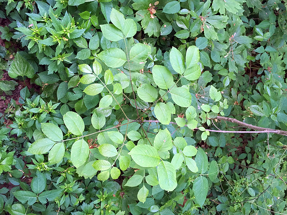 White Ash sapling