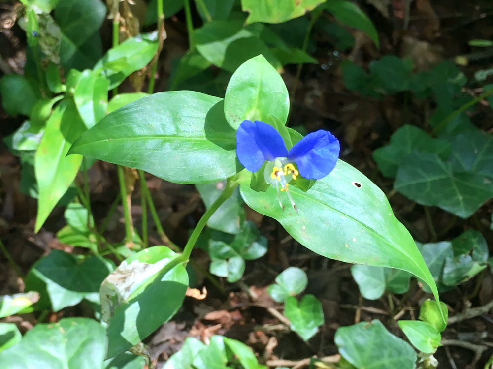 Asiatic Dayflower