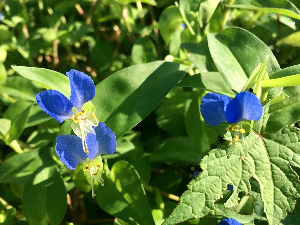 Asiatic Dayflower