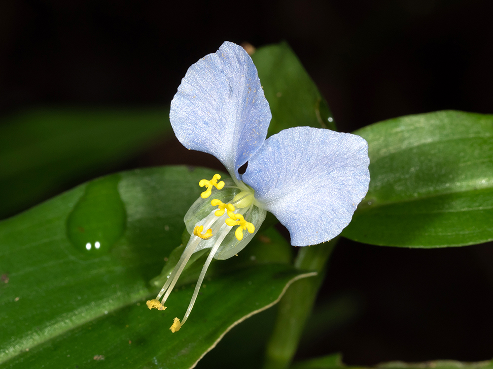 Asiatic Dayflower