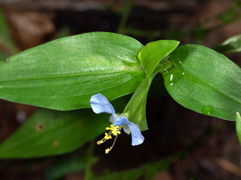 Asiatic Dayflower