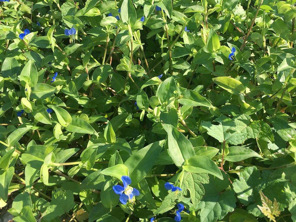 Asiatic Dayflower