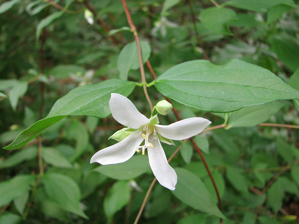 Autumn Clematis