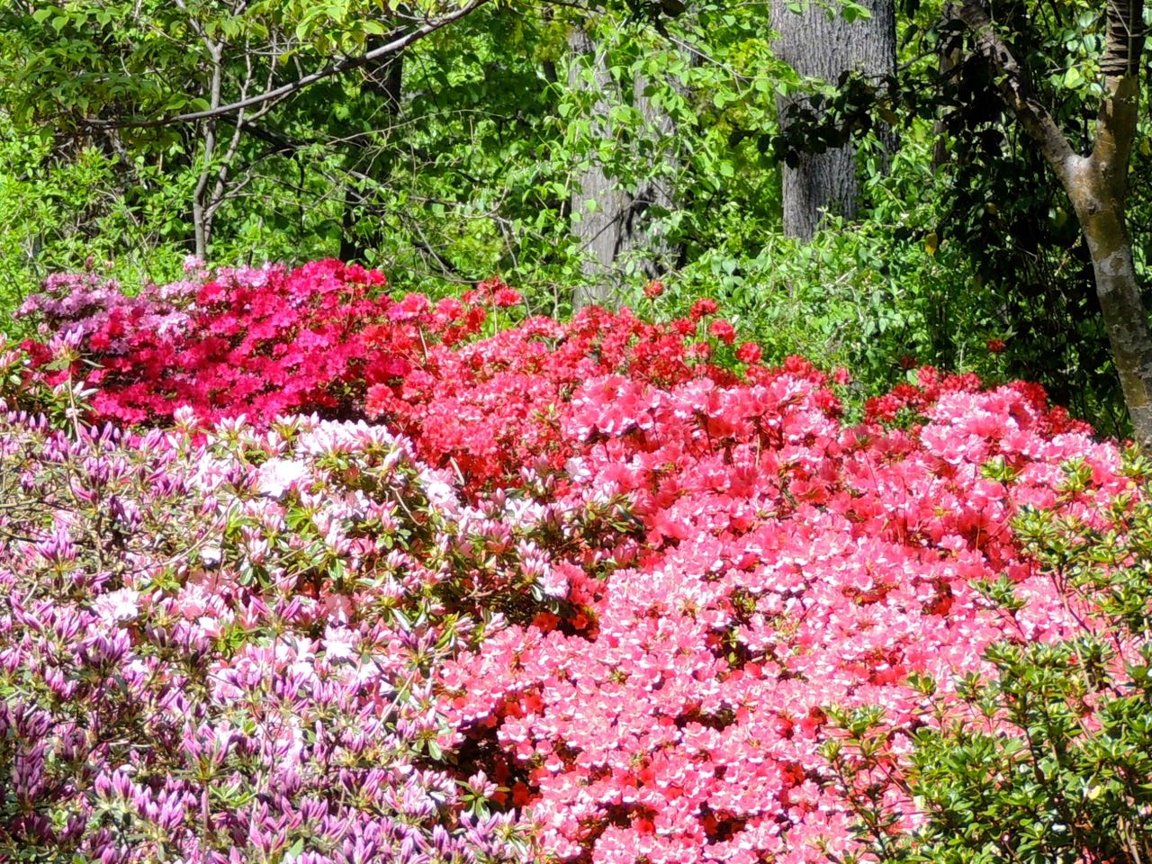 Azalea cultivars