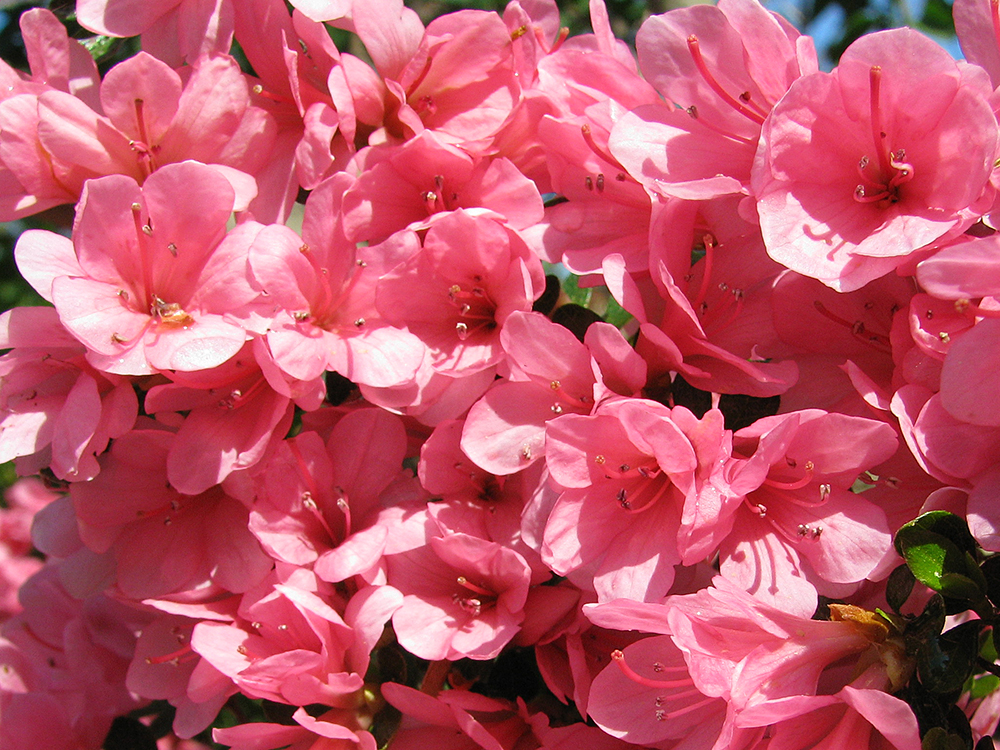 Azalea cultivars