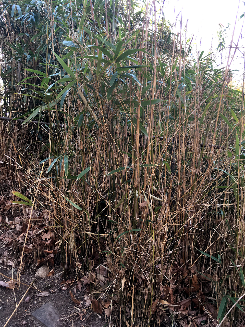 Arrow Bamboo