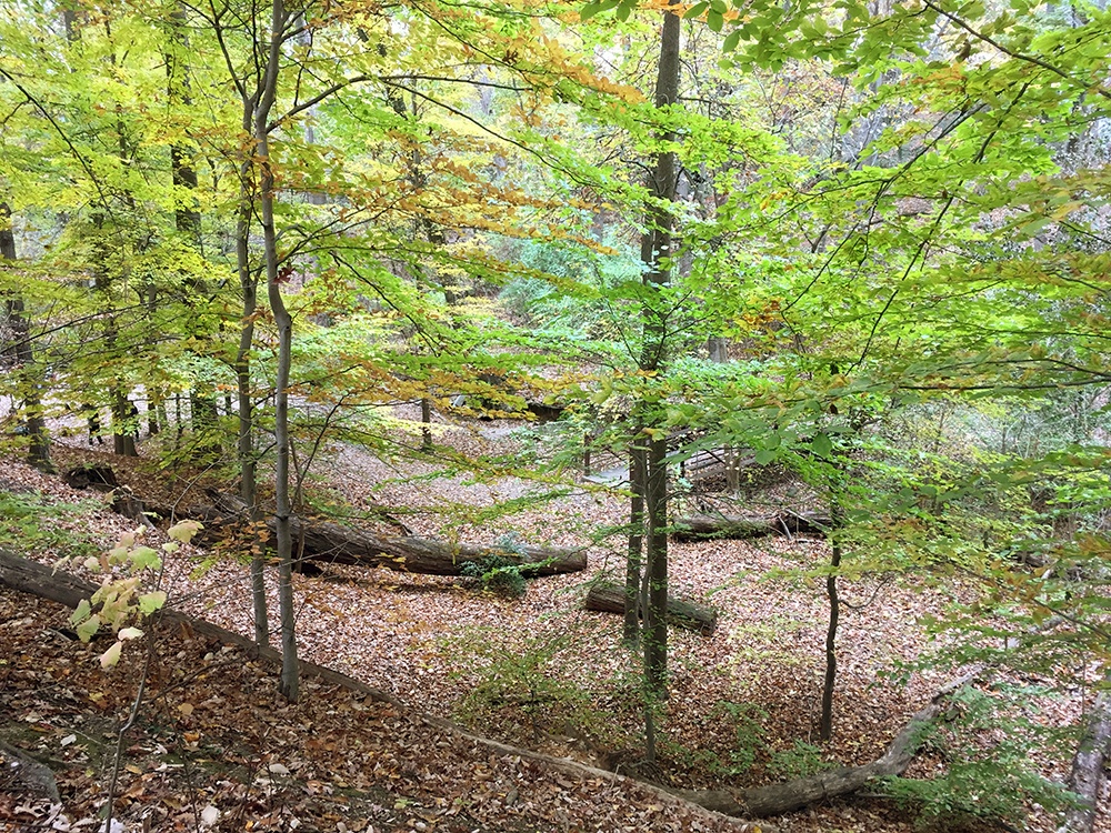 American Beech Tree