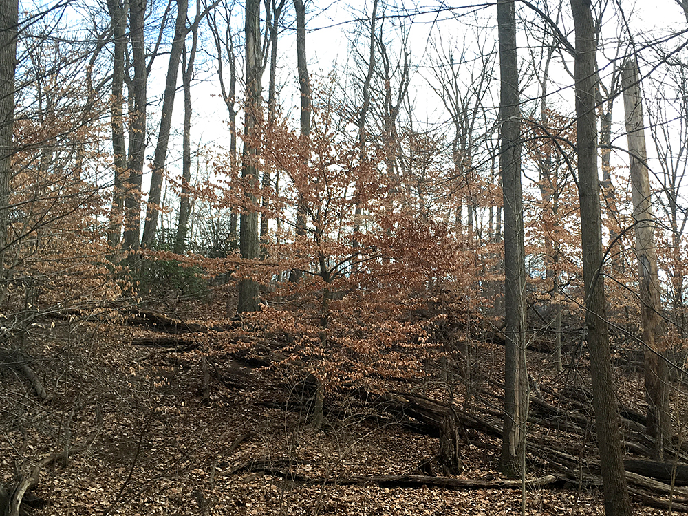 American Beech Tree