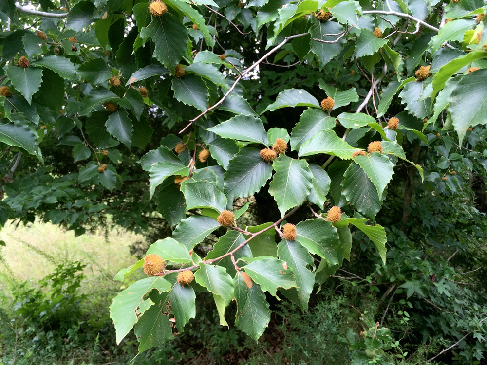 American Beech Tree