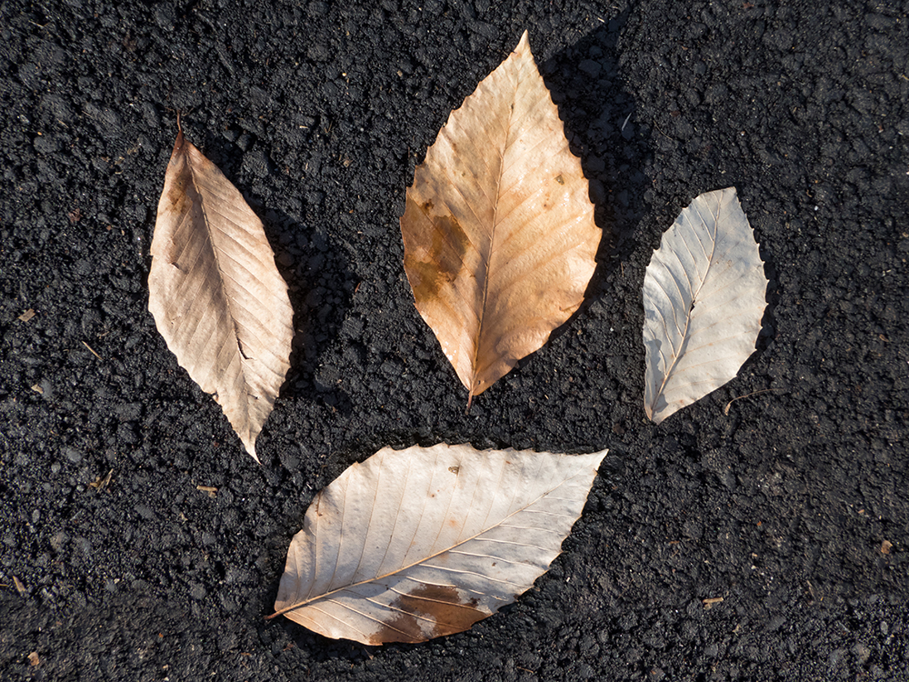 American Beech leaves