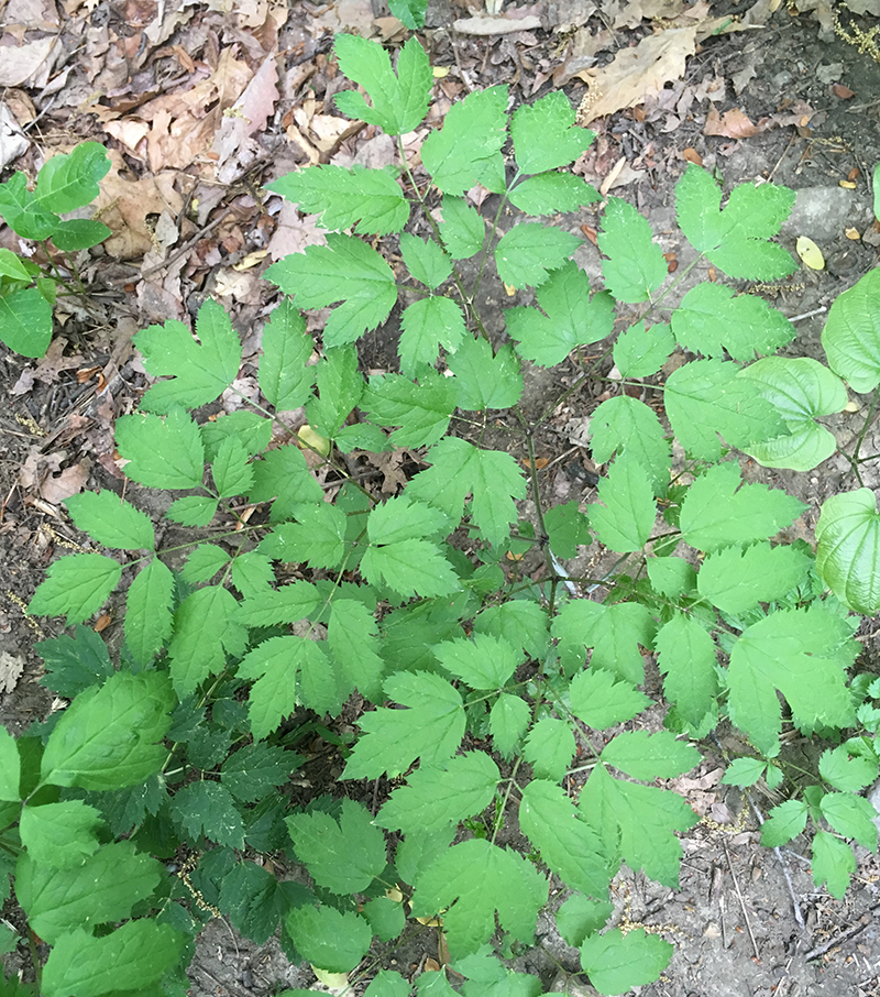 Black Cohosh leaves