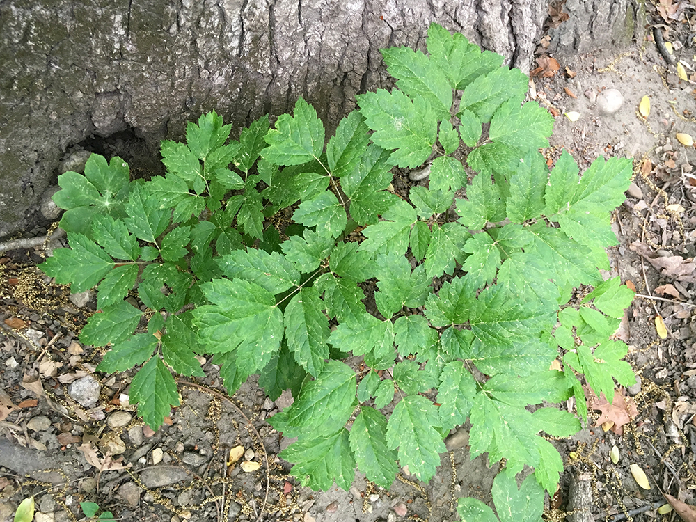 Black Cohosh leaves