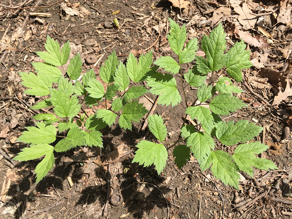 Black Cohosh leaves