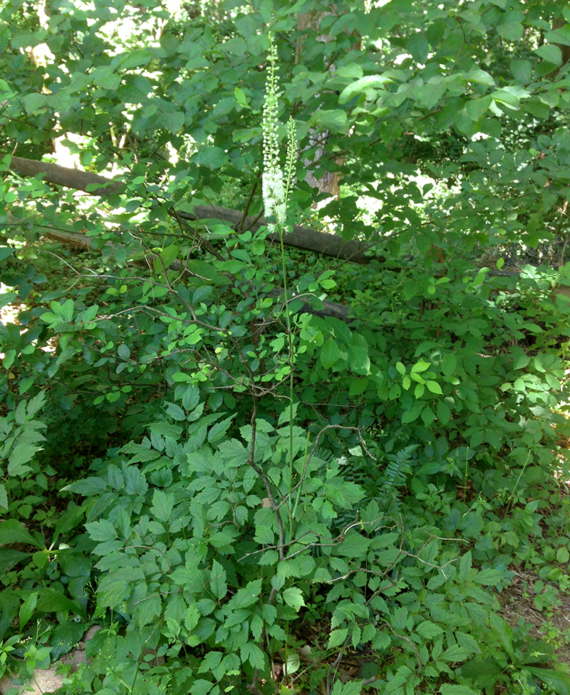 Black Cohosh leaves