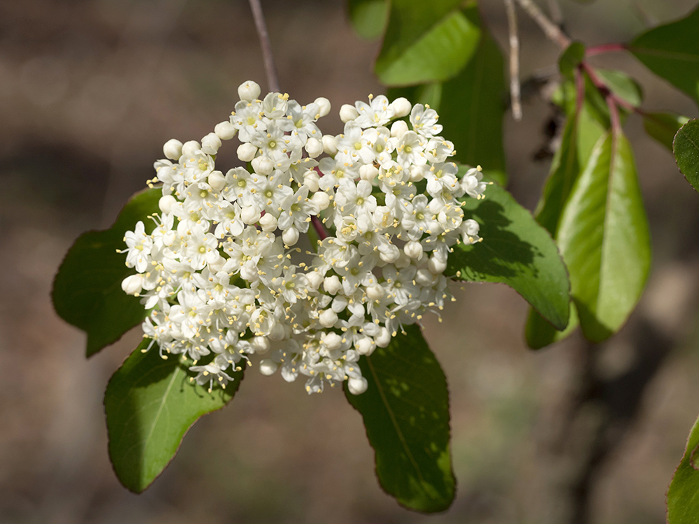 White Ash seeds