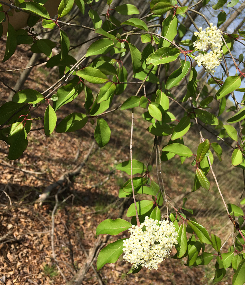 White Ash bark