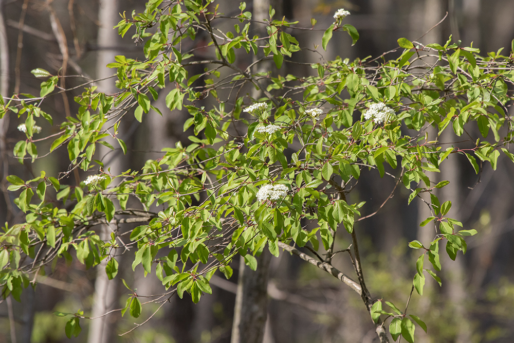 White Ash Tree