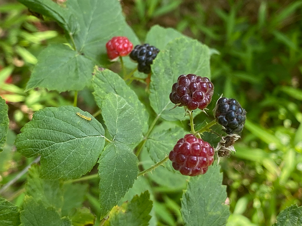 Black Raspberries