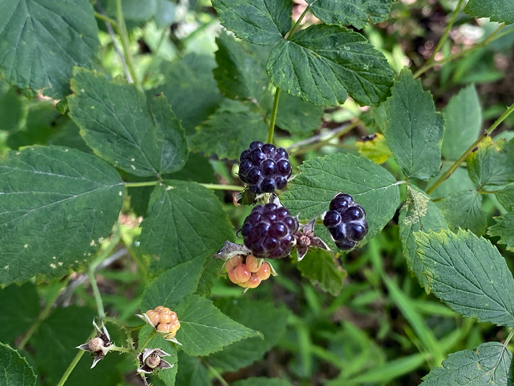 Black Raspberries