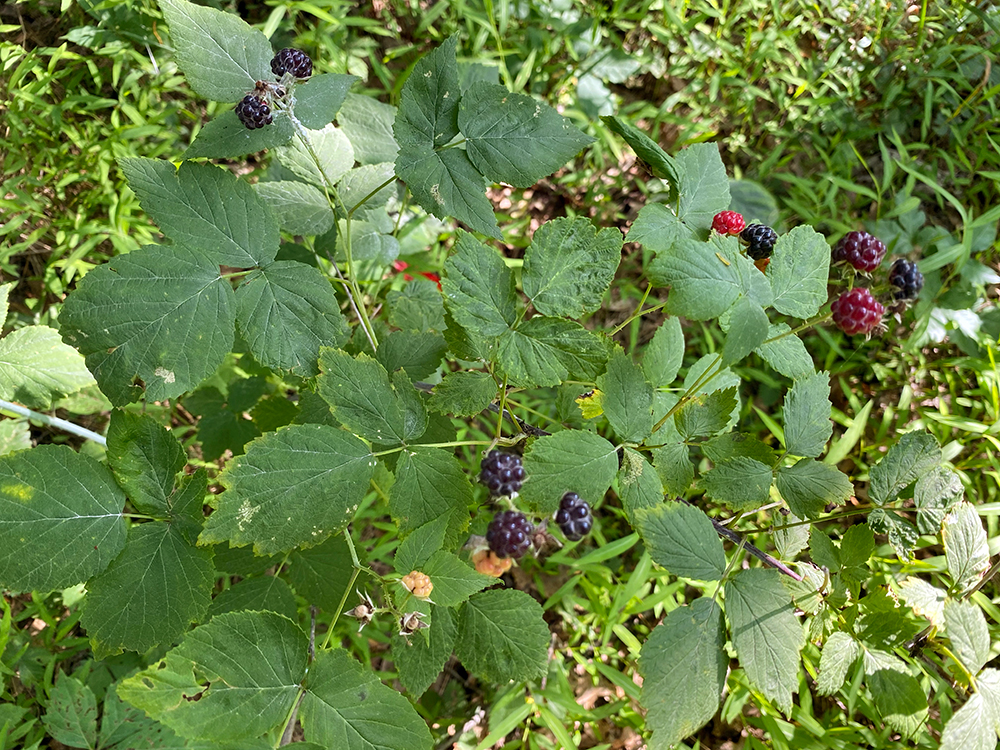 Black Raspberries