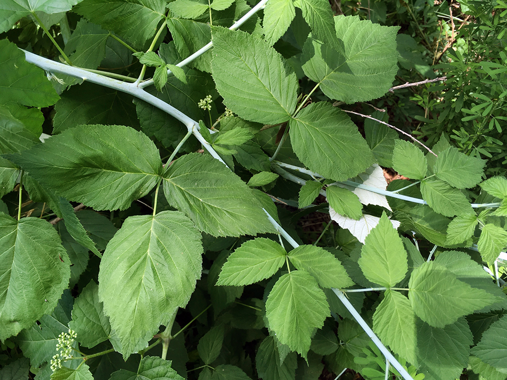 Black Raspberry cane and leaves