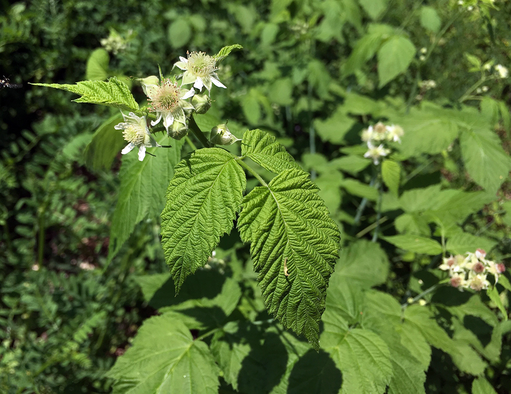 Black Raspberry flowers