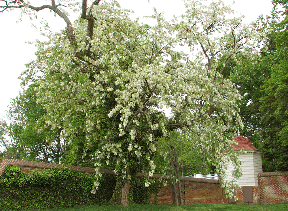 Black Locust