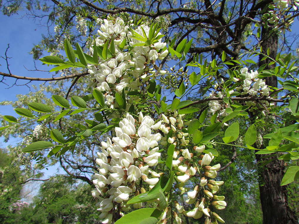 Black Locust