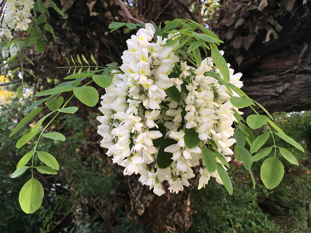 Black Locust