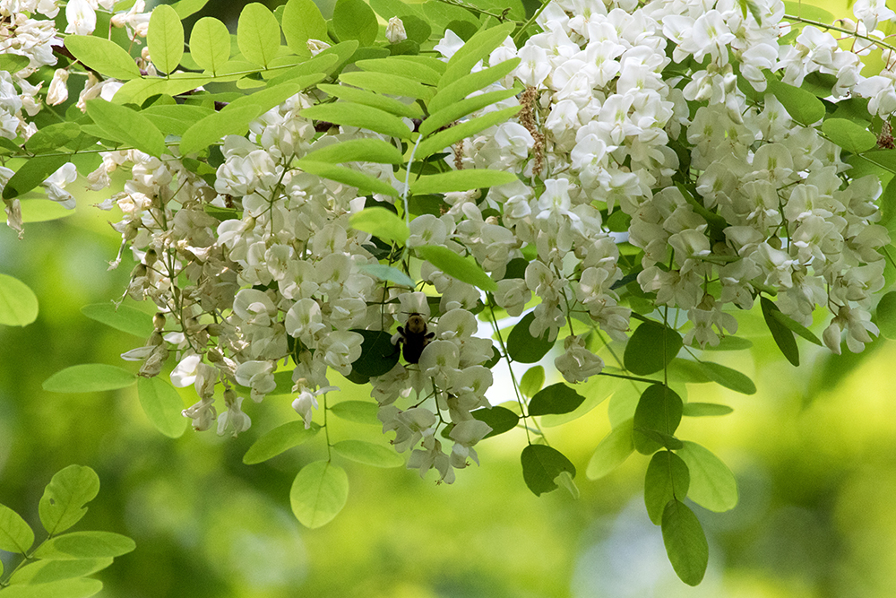 Black Locust