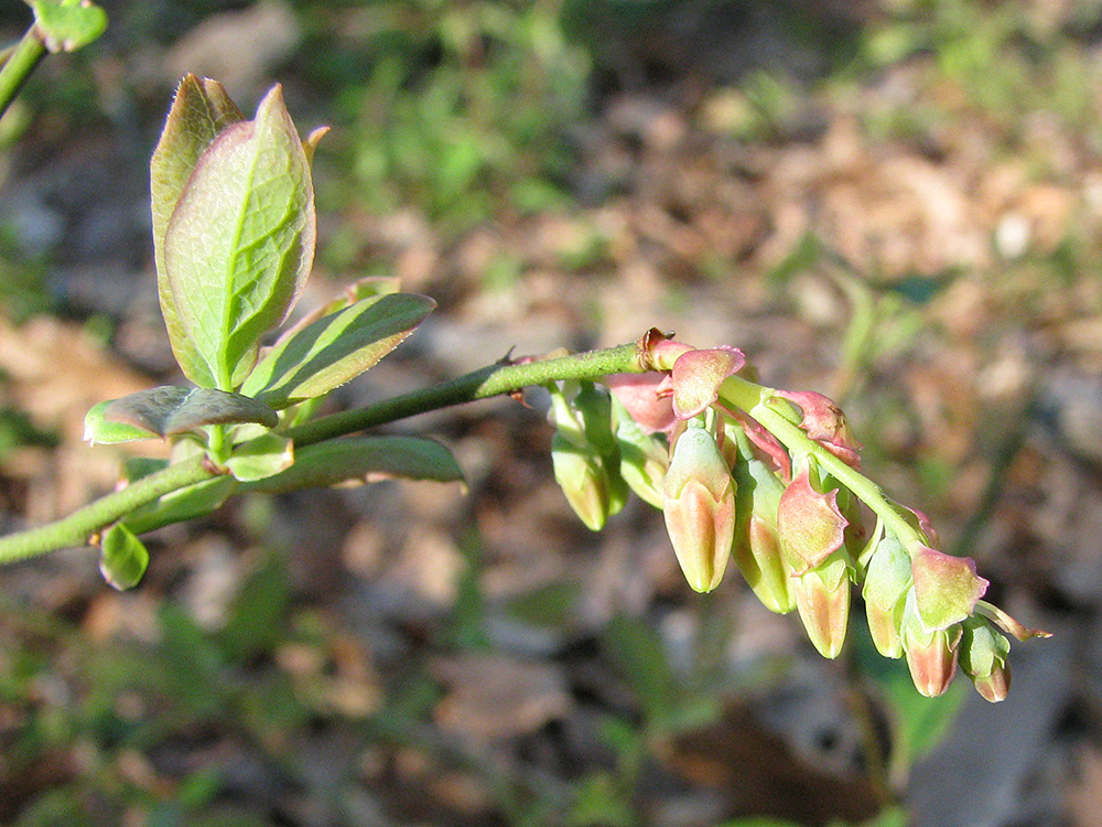 Blueberry flowers