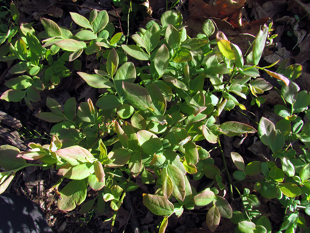 Blueberry leaves