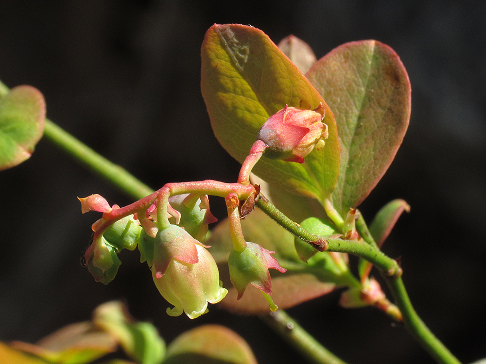 Blueberry flowers