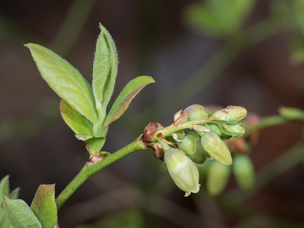 Blueberry flowers