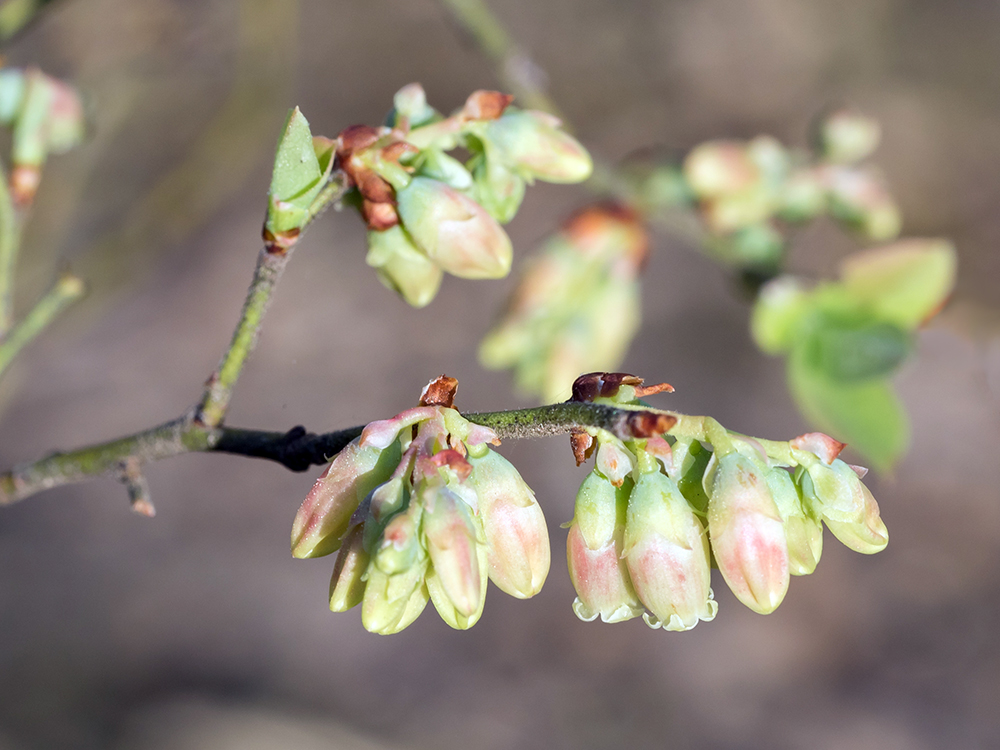 Blueberry flowers