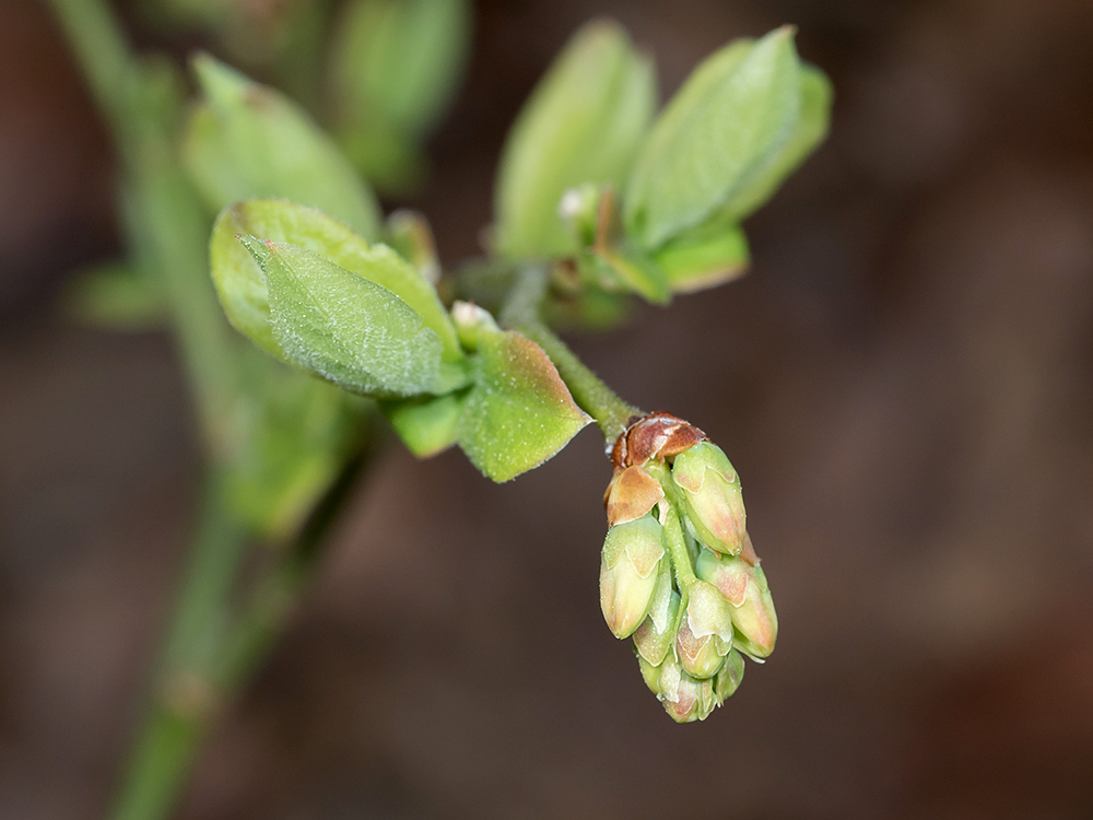 Blueberry flowers