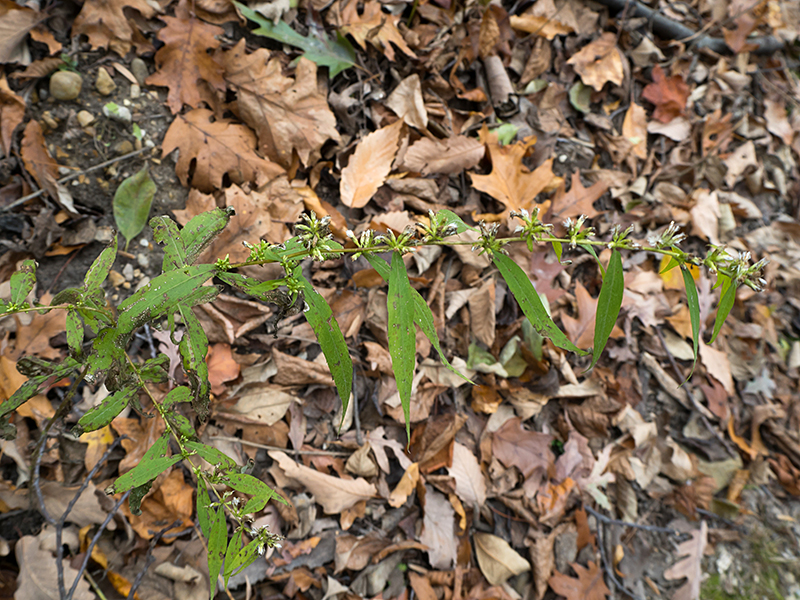 Bluestem Goldenrod