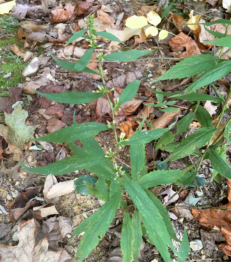 Bluestem Goldenrod